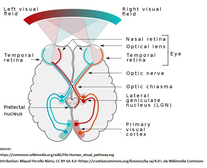 Horizontal Brain Slice Visual Pathway