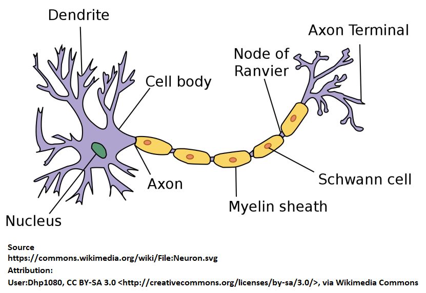Neuron Sketch