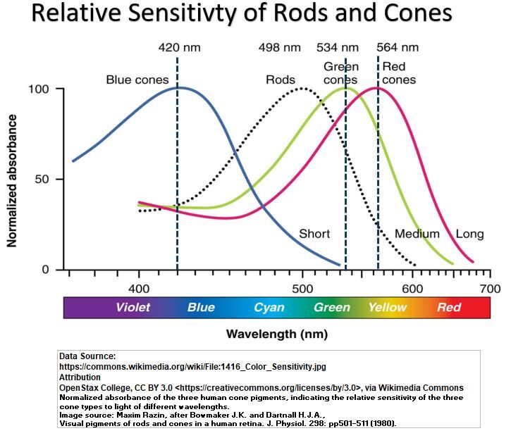 Relative Sensitivity of Rods and Cones