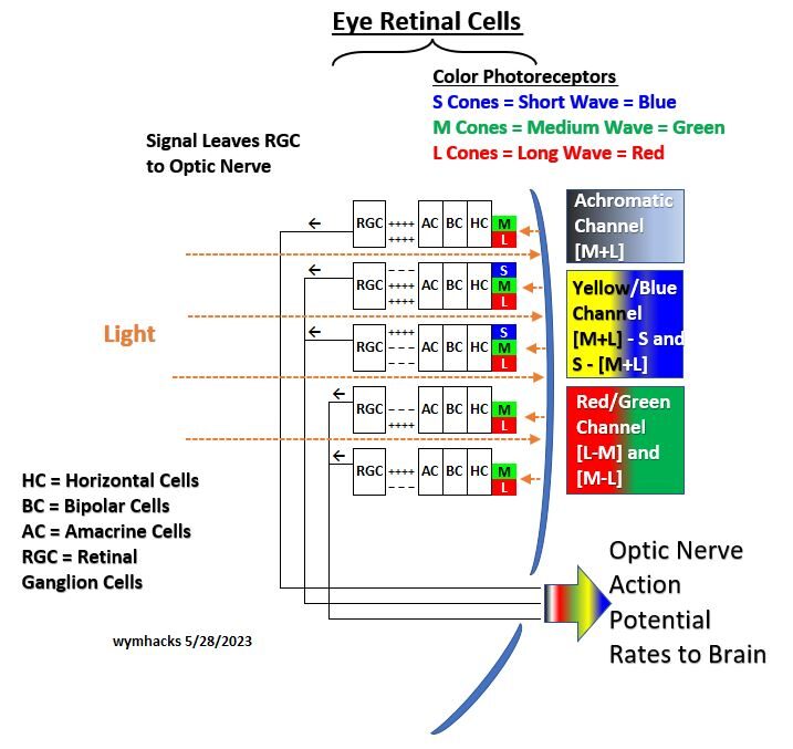 Visual Pathway Retinal Opponent Colors
