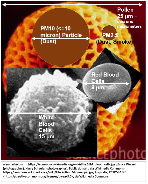 microscopic_compare_Pollen_to_PM2point5