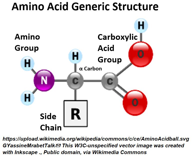 Amino Acid Structure