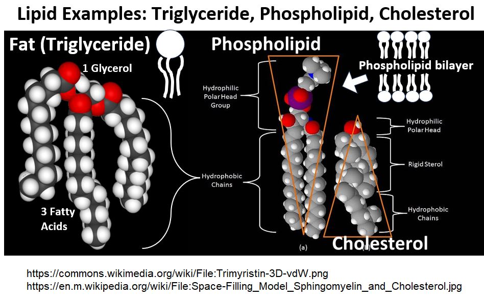 Lipid Structure