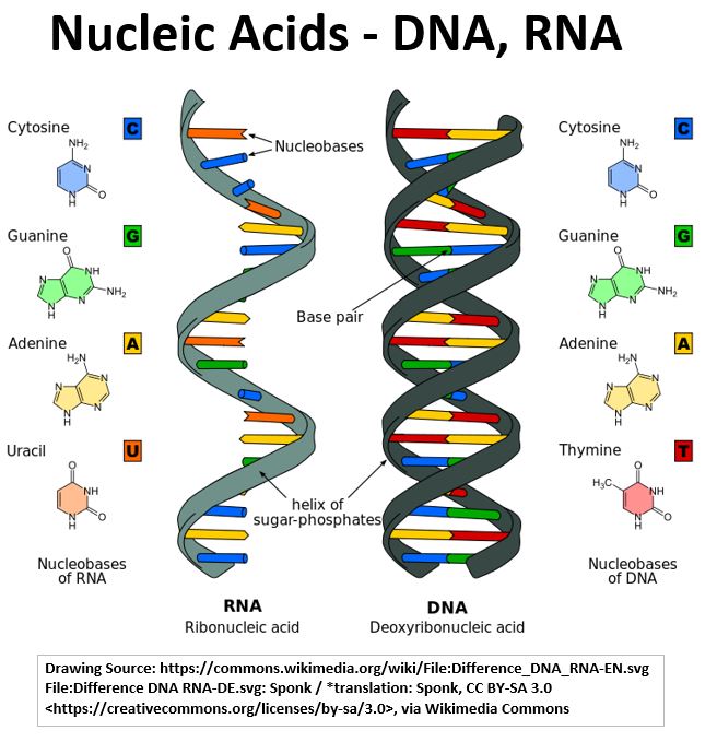 Nucleic Acids