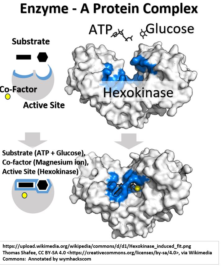 Hexokinase Enzyme - Substrate Active Site and Co-Factor Example