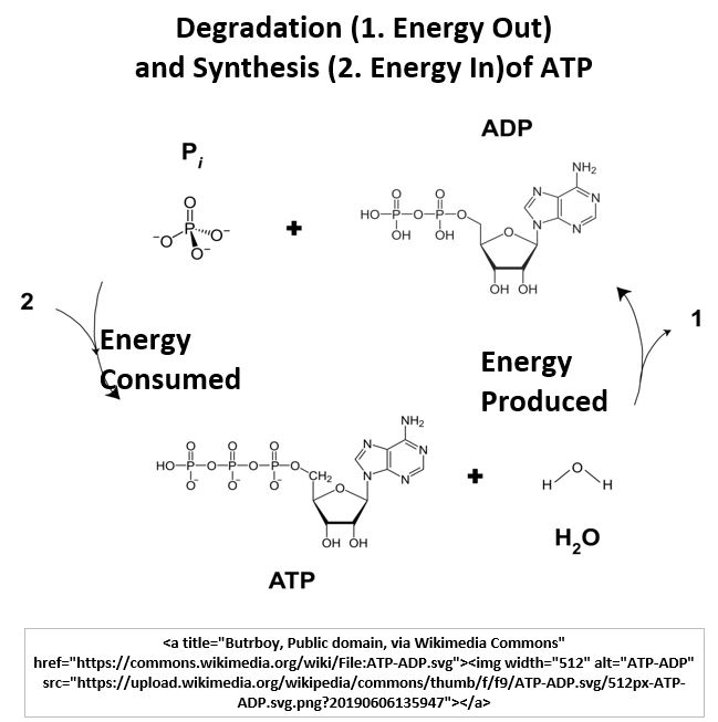 ATP to ADP Reaction and Vice Versa