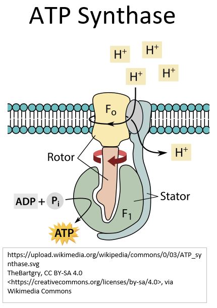 ATP Synthase