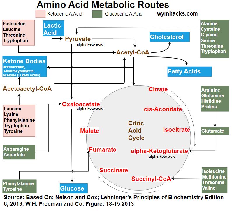 Amino acid metabolic routes