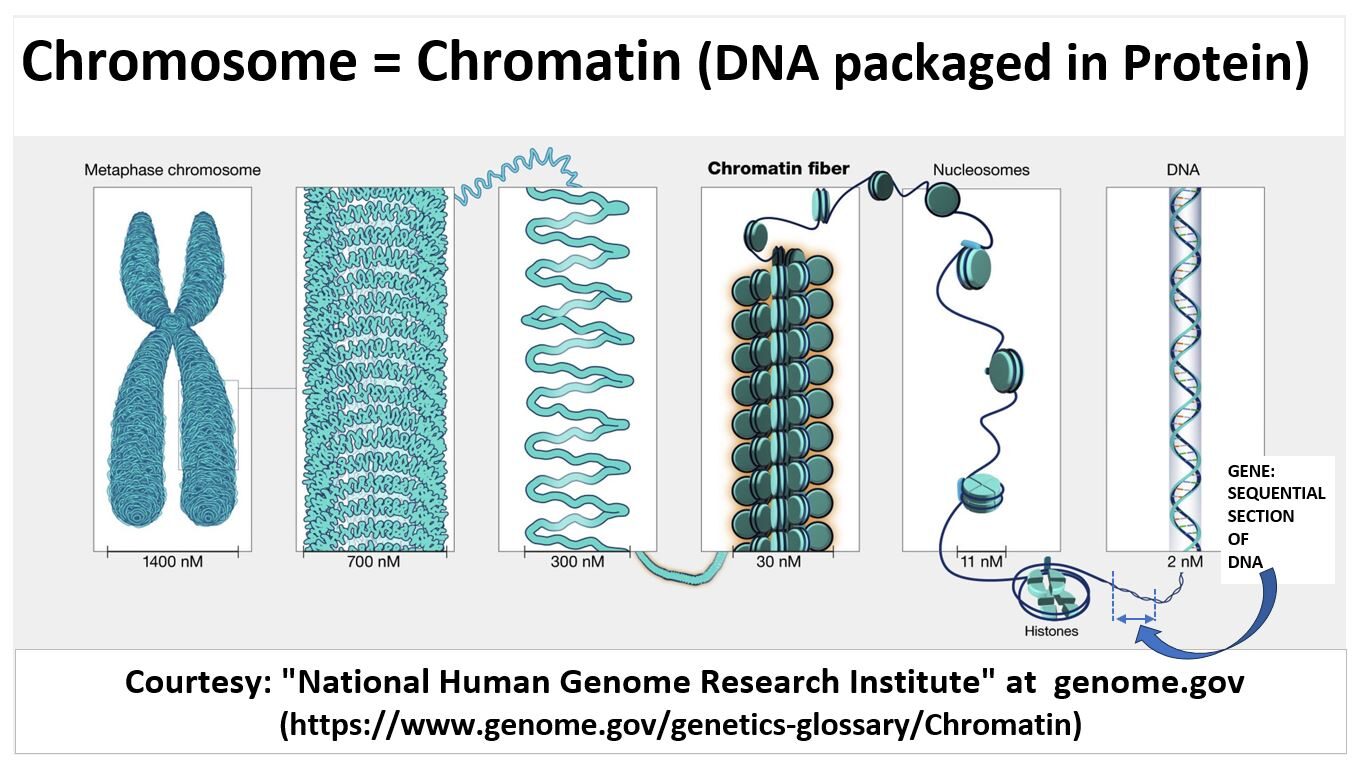 Chromosome Composition