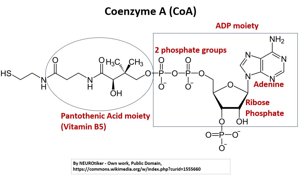 Co-Enzyme A (CoA)