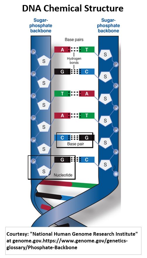 DNA Chemical Structure