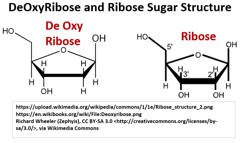 Ribose and DeOxyRibose Structure