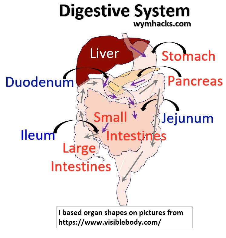 Digestive System