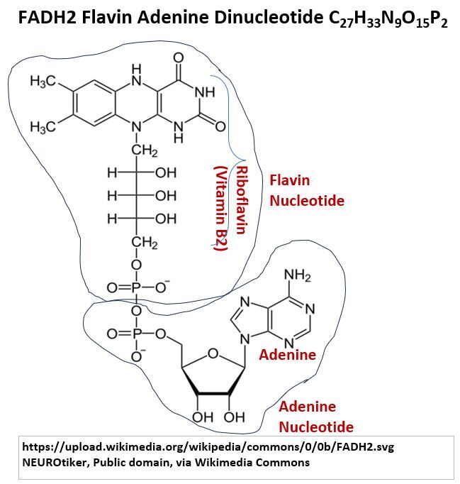 FADH2 Structure