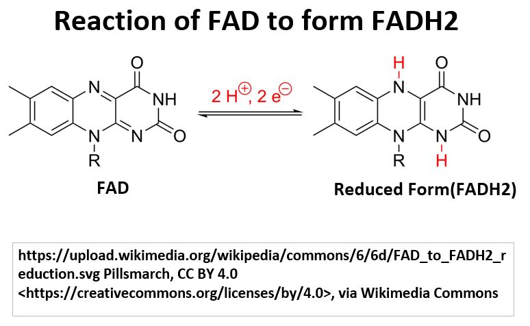 FAD to FADH2 Reaction