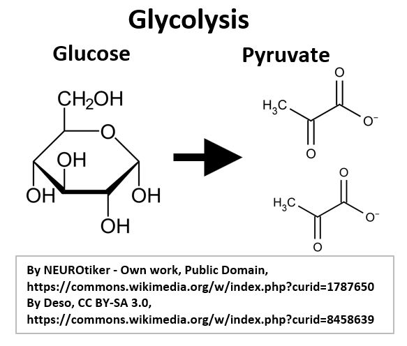 Glucose and Pyruvate Molecules