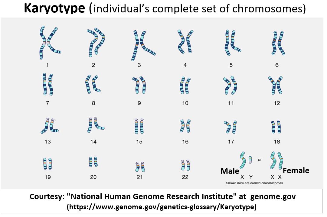 Chromosome Karyotype