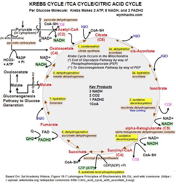 Krebs Cycle