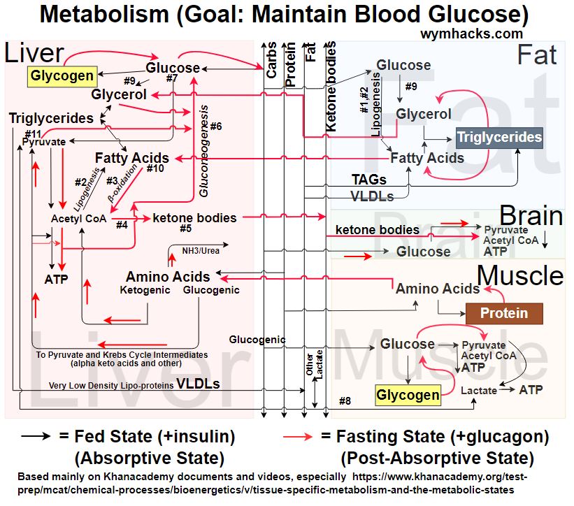 Liver, Fat, Muscle , Brain Metabolic Paths 1