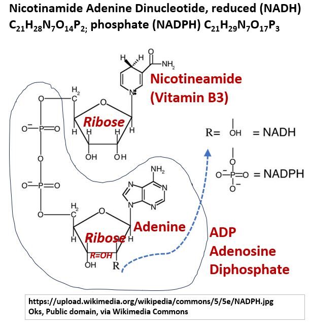 NADH Structure