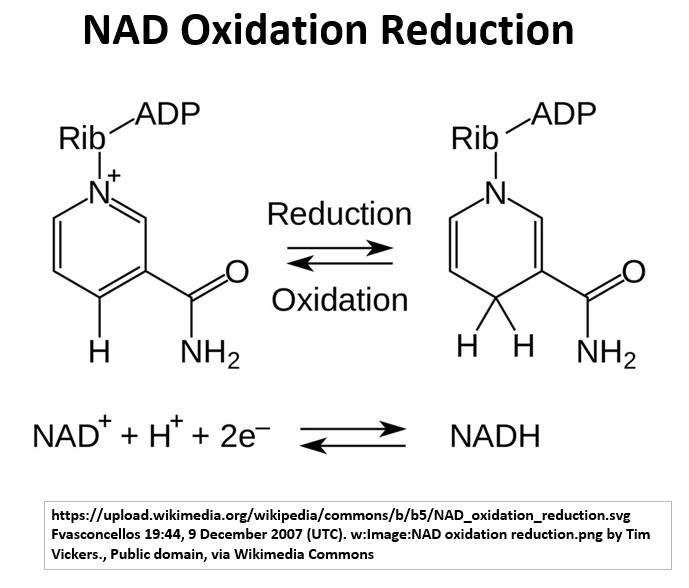 NAD to NADH Reaction