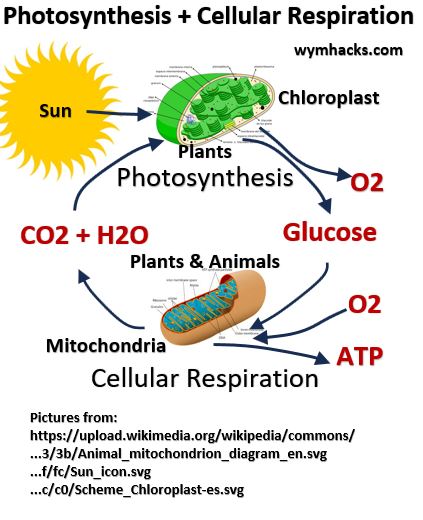 Photosynthesis and Cellular Respiration Relationship