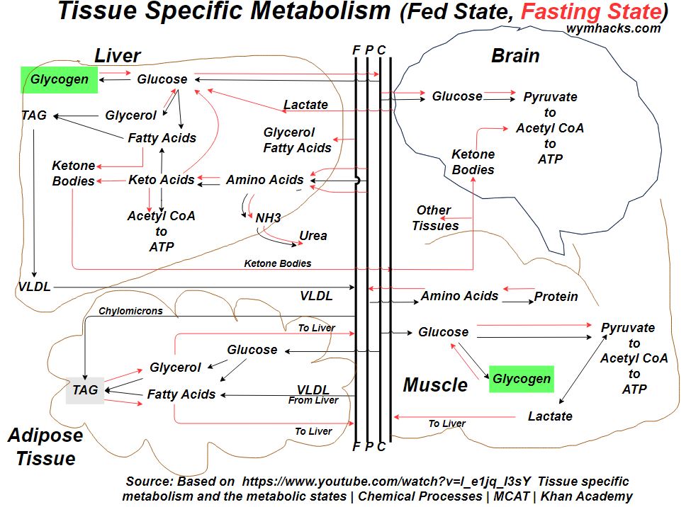 Tissue Specific Metabolism Based on Khanacademy Video