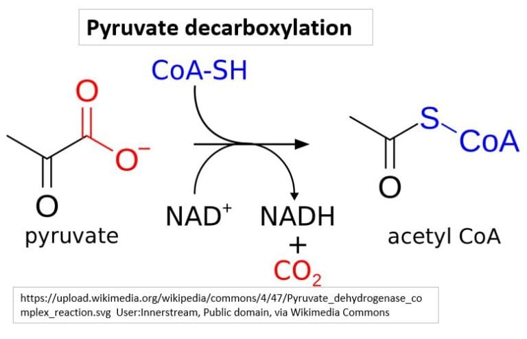 Cellular Respiration (III) Pyruvate to Acetyl CoA - wymhacks