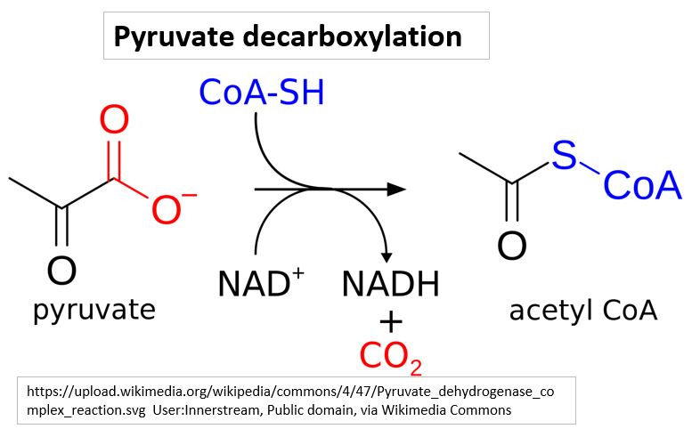 Pyruvate Decarboxylation