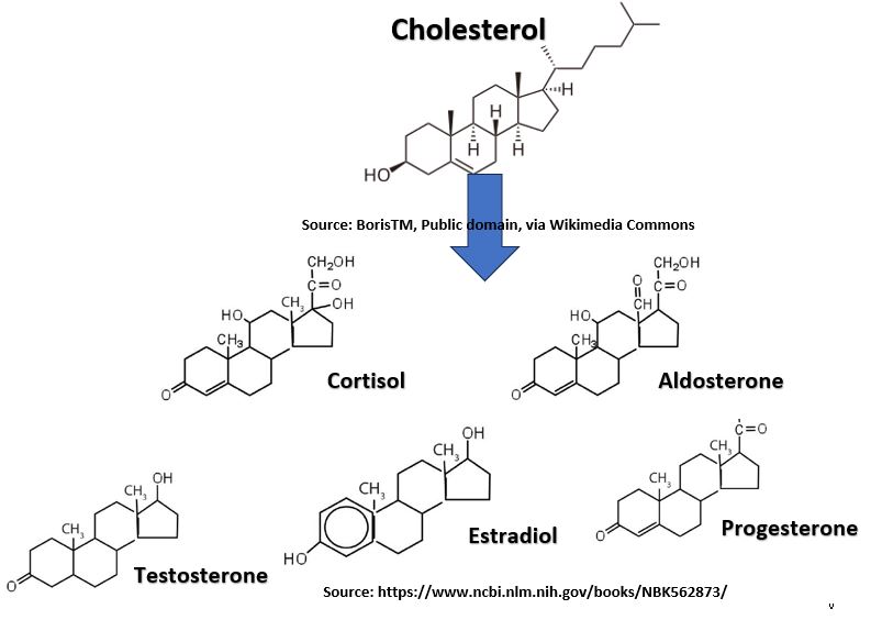 Some Cholesterol Derivatives