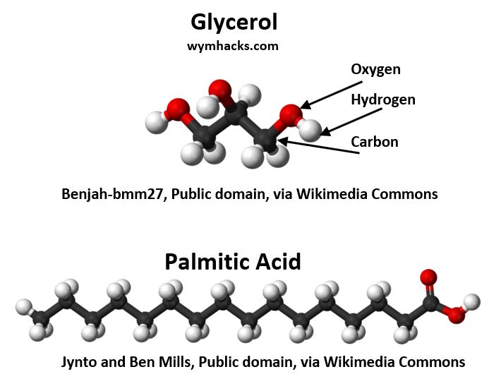 Glycerol and Palmitic Acid Chemical Structures