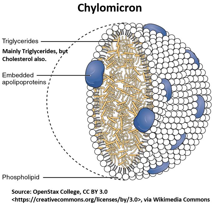 Chylomicron Lipoprotein