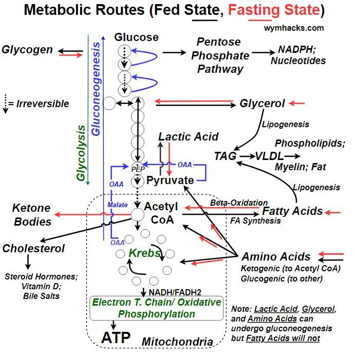 Key Metabolic Routes shown on a Cellular Respiration Pathway