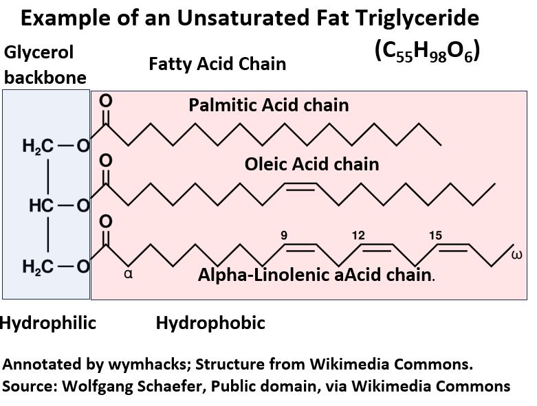 Example of an Unsaturated Fat Triglyceride