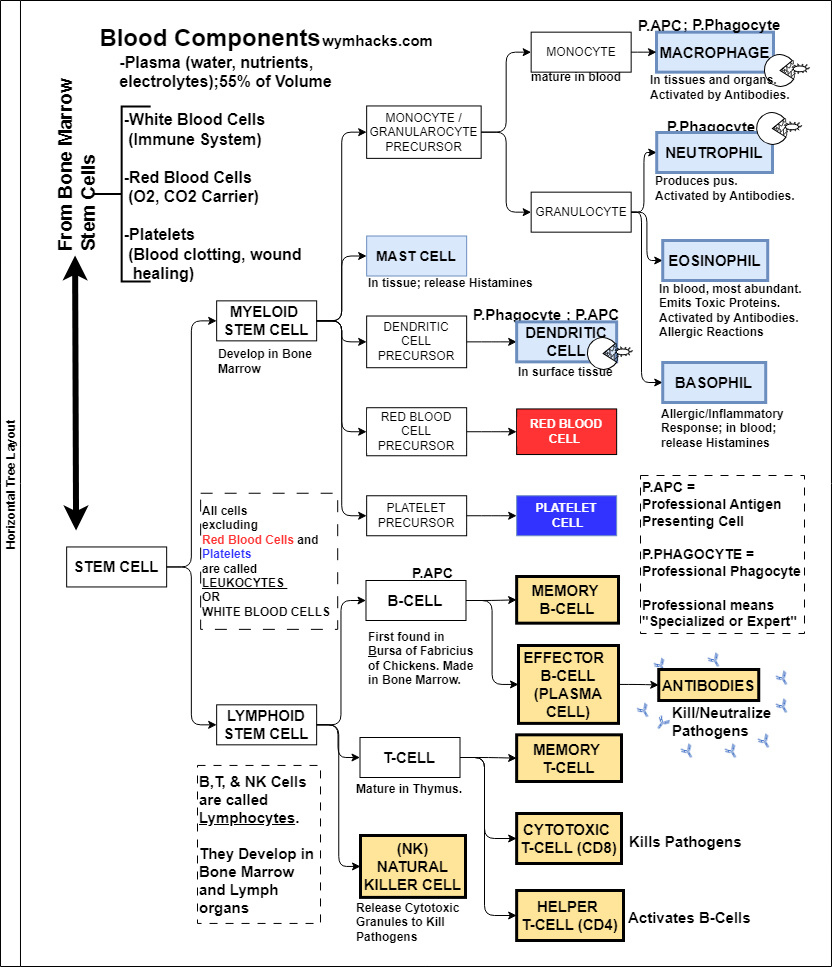 Blood Components Chart: Stem Cell Derivatives