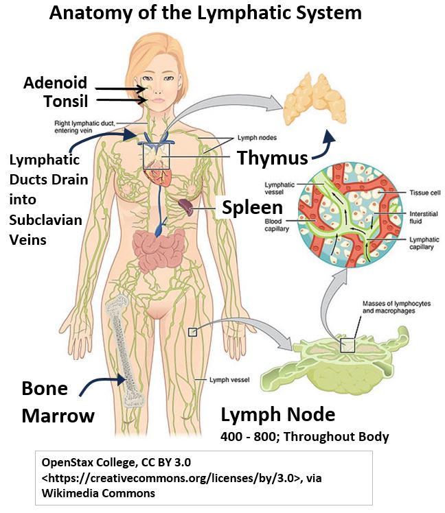 Anatomy of the Lymphatic System