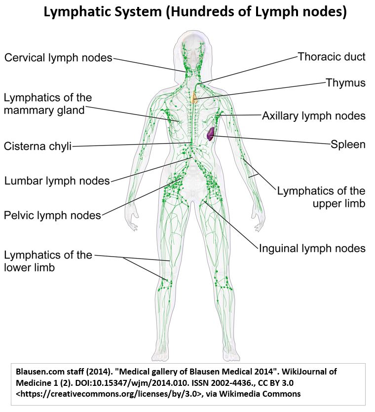 Lymphatic System Nodes