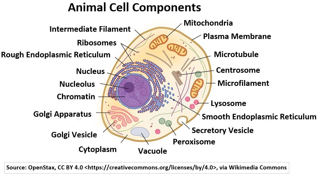 Animal Cell Components