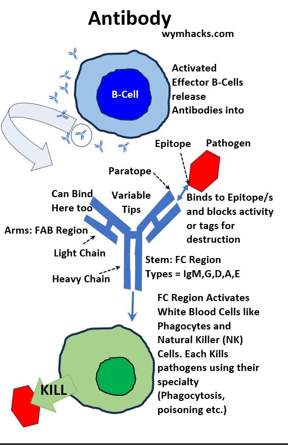 Antibody Functions