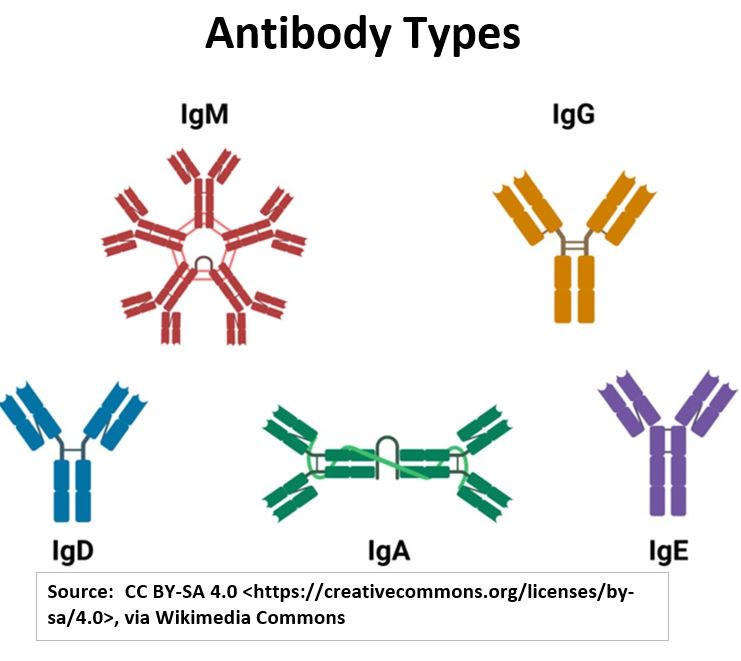 Antibody Types