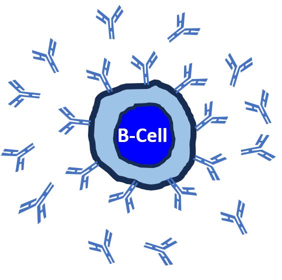 Closeup: B-Cell with antibodies