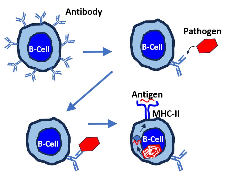 B Cell Antibody Pathogen Match and Antigen Presenting