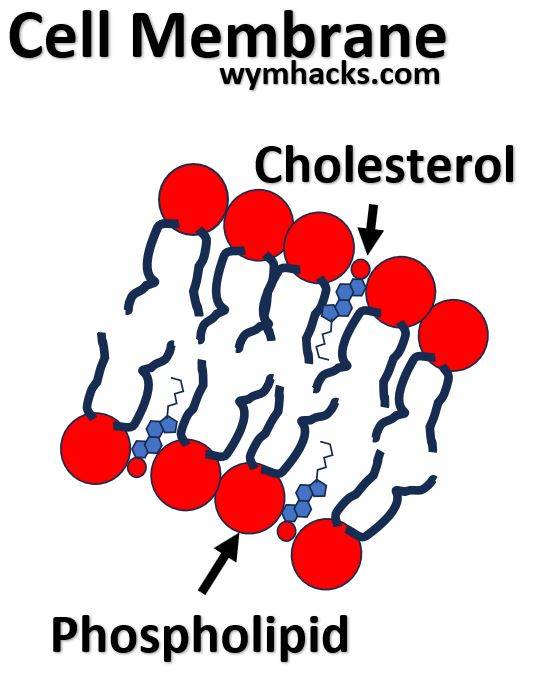 Cell Membrane with Phospholipids and Cholesterol