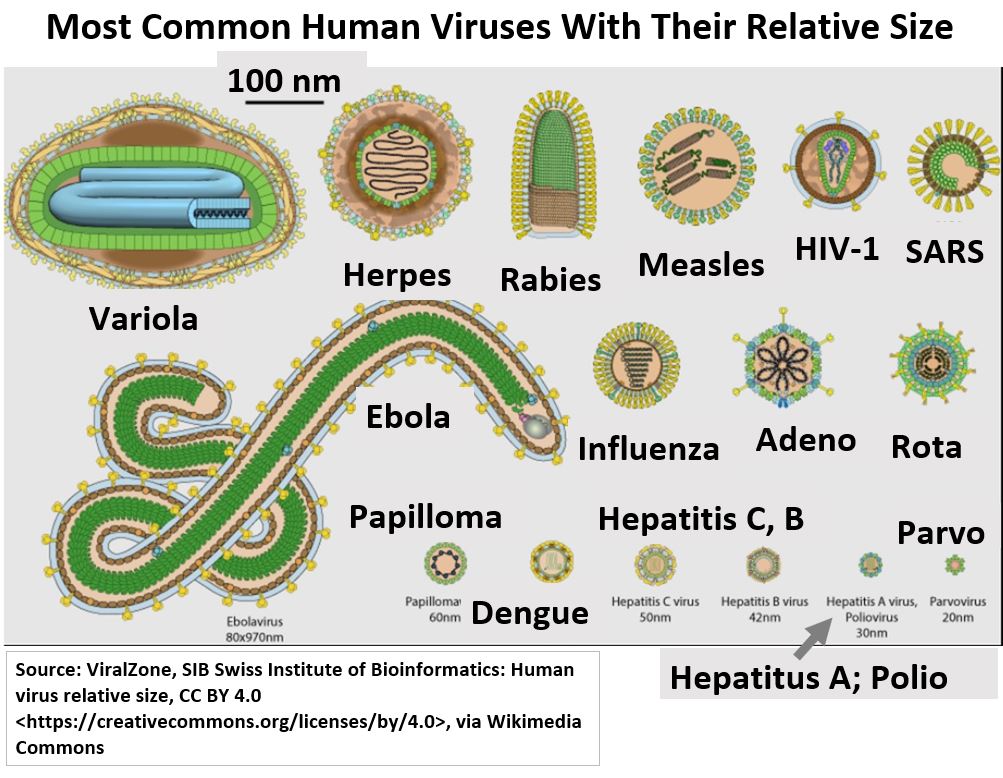 Virus relative sizes