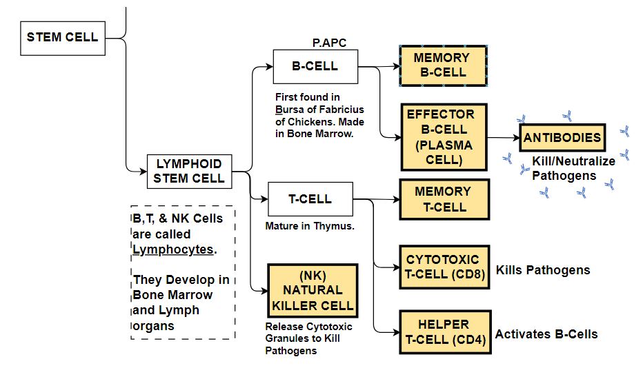 Blood Components Chart: Stem Cell Derivatives: Lymphoid