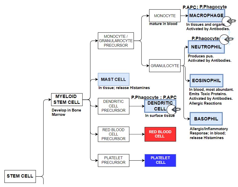 Blood Components Chart: Stem Cell Derivatives: Myeloid