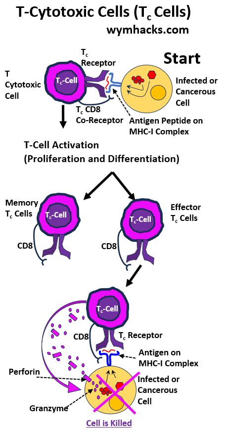 T Cytotoxic T Cell Immune Process