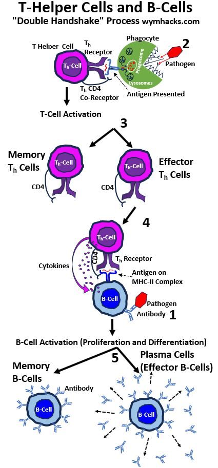 Activation of B-Cells and Production of Antibodies