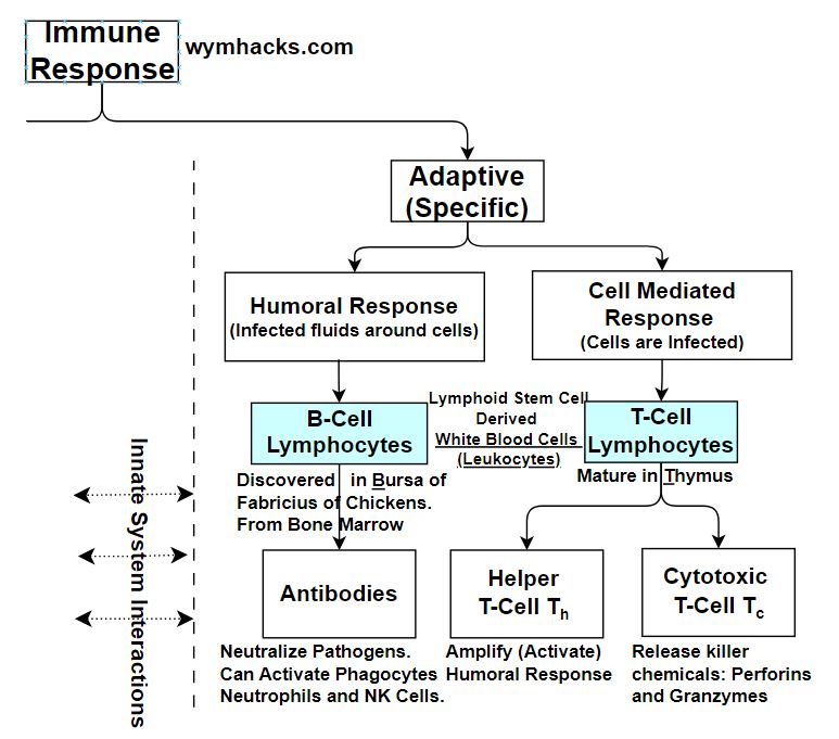 Adaptive Immune Response Chart