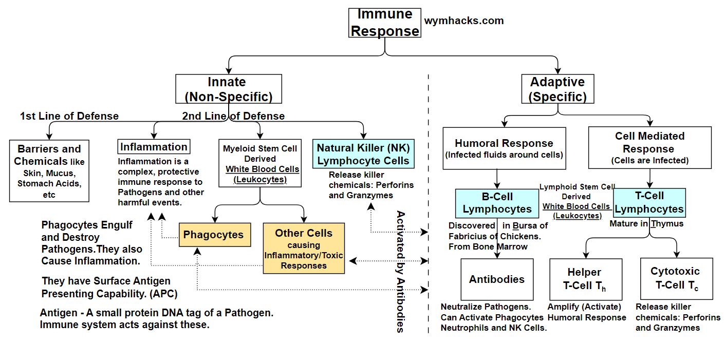 Innate and Adaptive Immune Response Chart